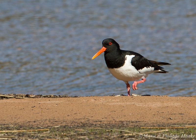 Huitrier pie 8452_wm.jpg - Huitriers pies - Eurasian Oystercatchers - Haematopus ostralegus (lac Vänern, Suède, mai 2011)